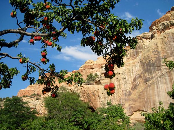 Pic: Perfect peaches, ripe for the
              picking
