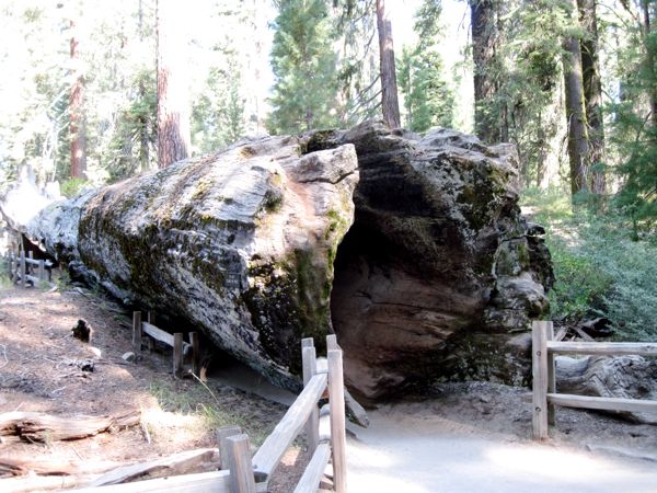 Picture of the 100-year dead,
              Michigan Tree