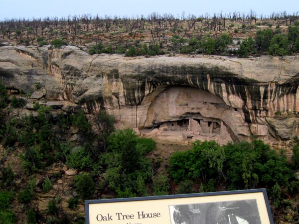 Pic: Cliff dwelling: "Oak Tree
              House"