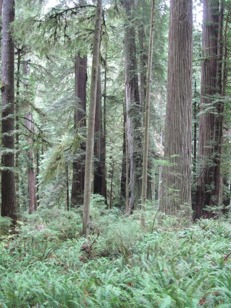 Pic of redwood forest off route
              199
