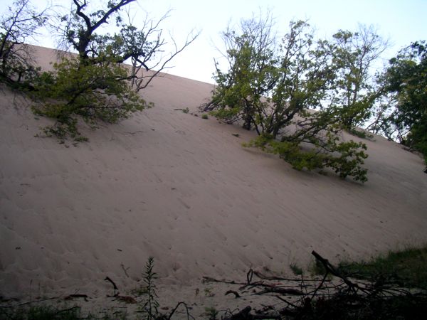 Indiana Dunes Mt.
              Baldy, inland side