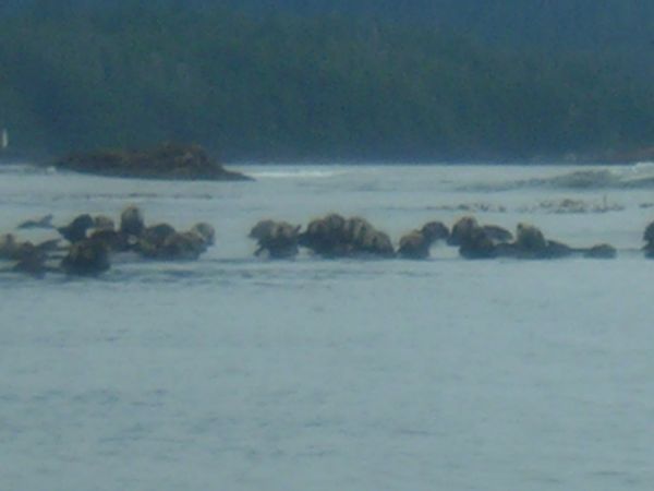 Sea Otter
              nursery?