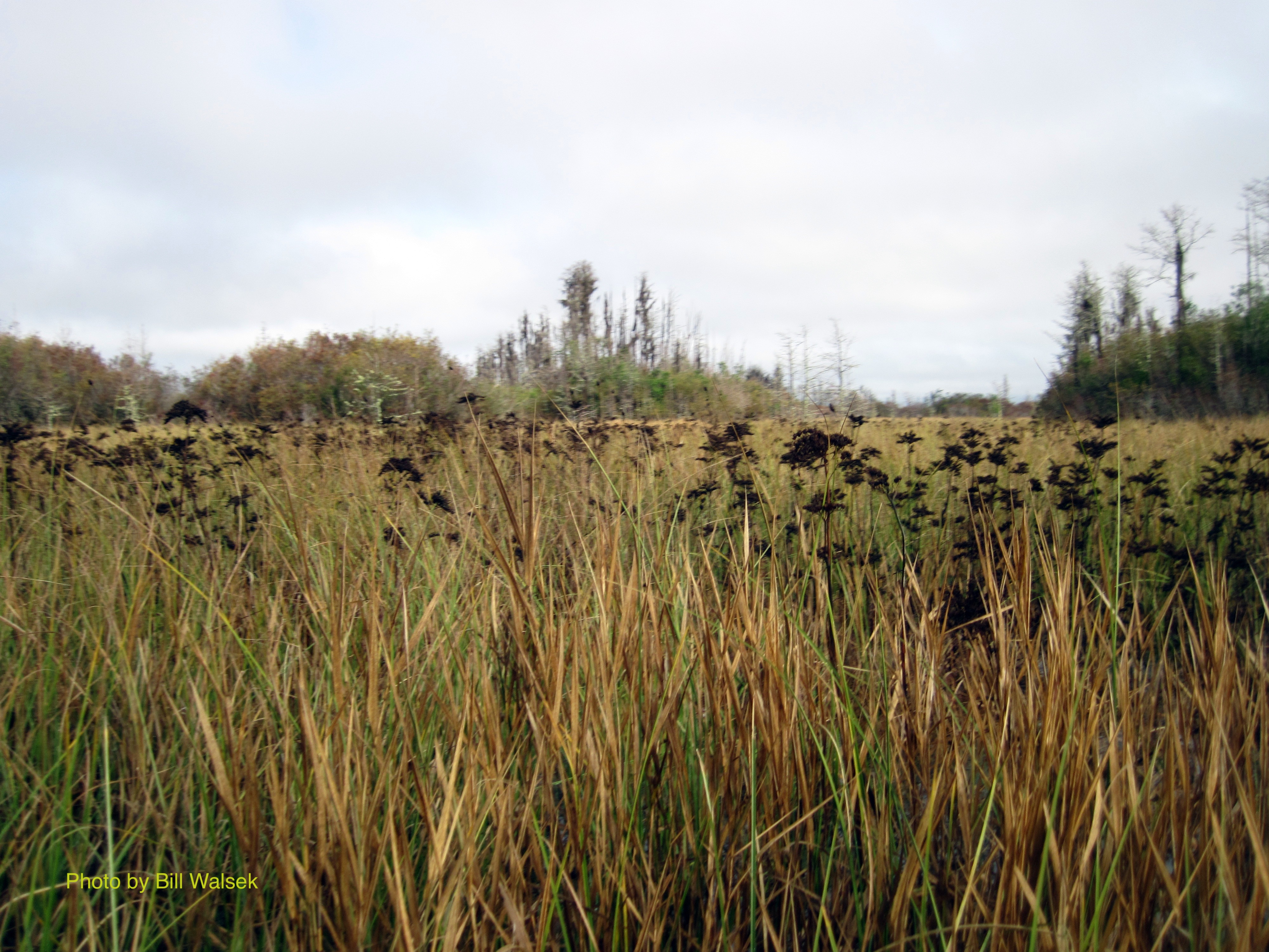 A
                meadow in the Okefenokee