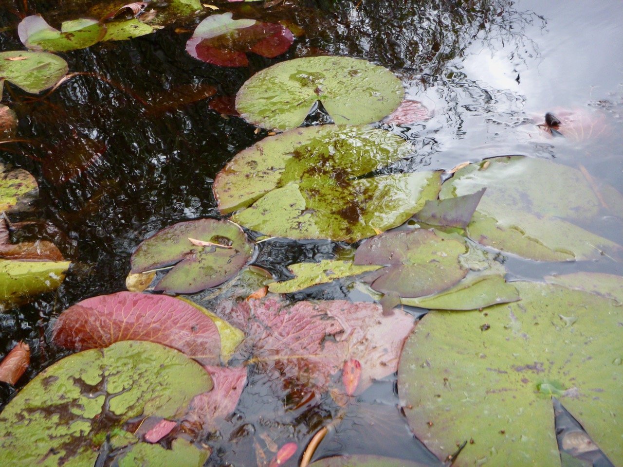 Lilly pads