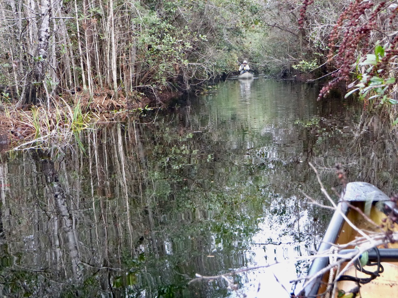 A
                swath of swamp