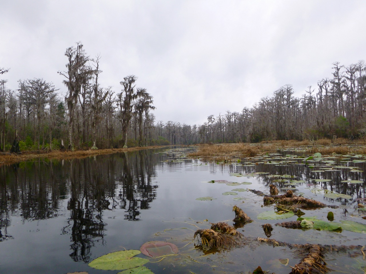 A swath
                      of swamp
