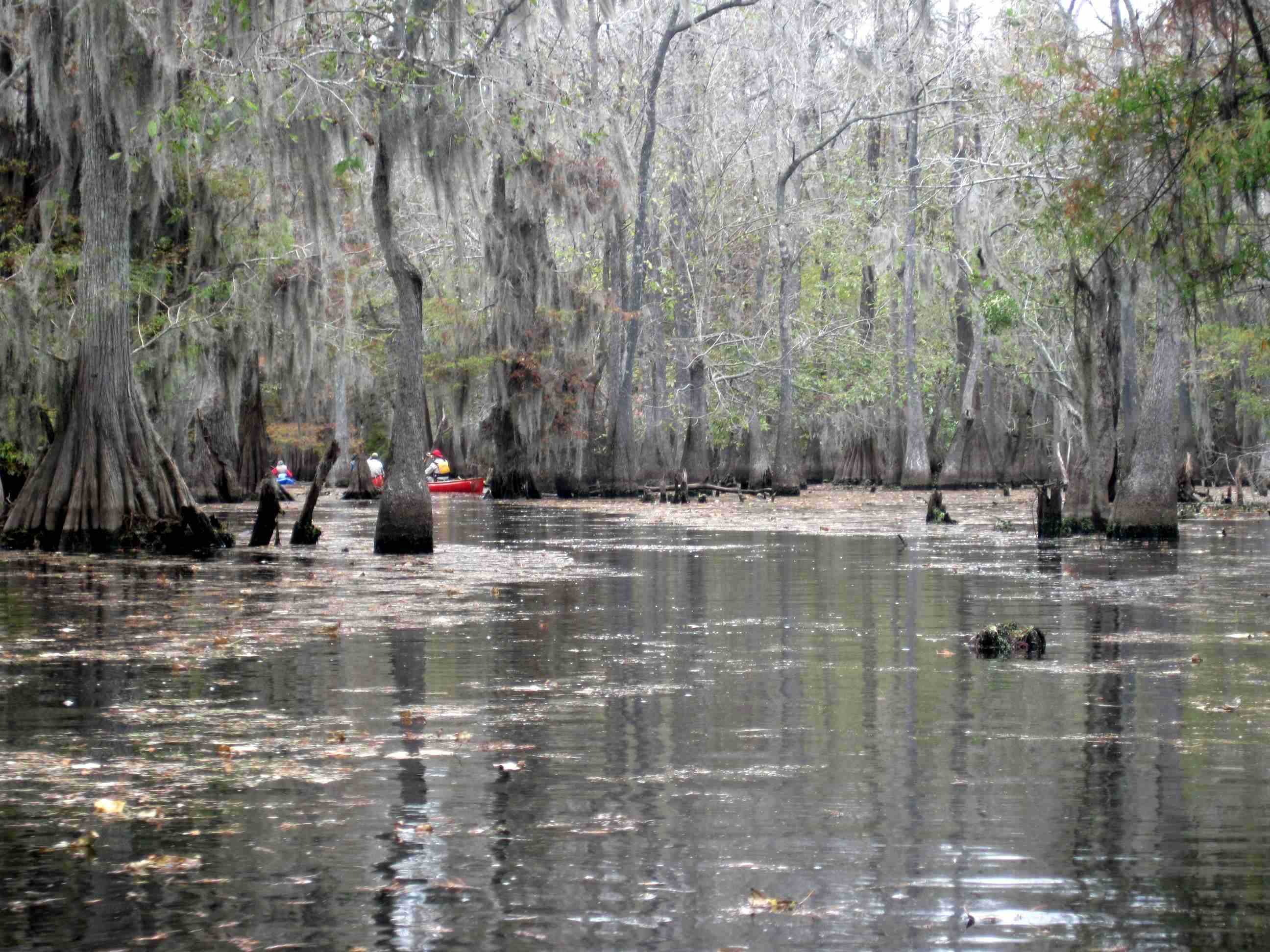 Pic: Bill' lovely swamp pic