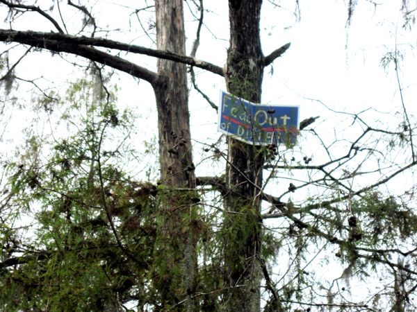 Pic: 20' up a tree--Feds Out